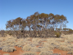 Eucalyptus sparsa