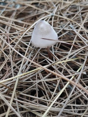 Mycena seynii