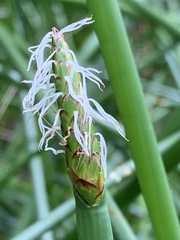 Eleocharis sphacelata