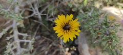 Reichardia tingitana