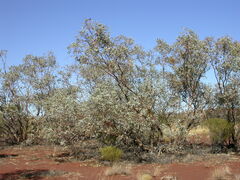 Eucalyptus gamophylla