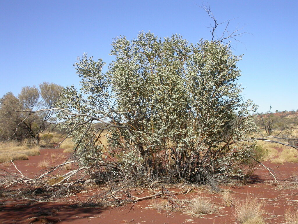 Blue-leaved Mallee