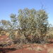Eucalyptus gamophylla - Photo (c) Dean Nicolle, algunos derechos reservados (CC BY-NC), subido por Dean Nicolle
