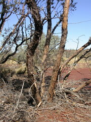 Eucalyptus gamophylla