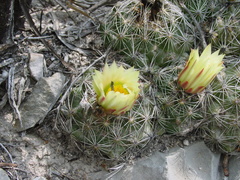 Coryphantha neglecta