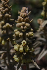 Sideritis santosii