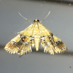 Elophila nebulosalis