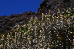 Sideritis santosii