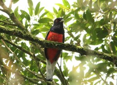 Trogon surrucura