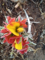 Crotalarieae