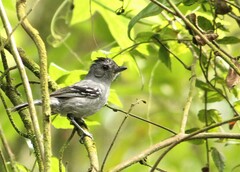 Thamnophilus caerulescens