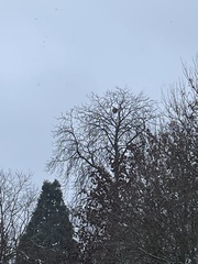 Vespa velutina