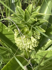 Eucomis autumnalis clavata