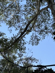 Ptiloris paradiseus