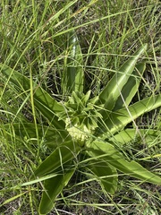 Eucomis autumnalis clavata
