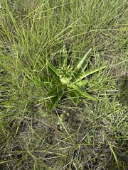 Eucomis autumnalis clavata