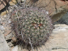 Mammillaria carretii