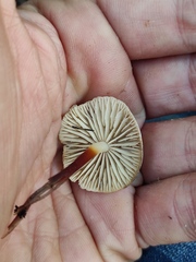 Marasmius wynneae
