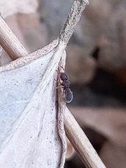 Tetramorium walshi