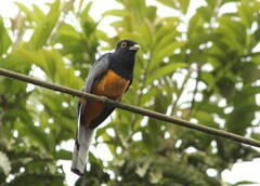Trogon surrucura