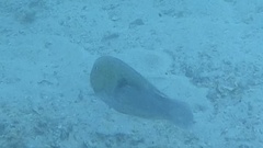 Choerodon cephalotes