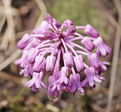 Ledebouria sandersonii