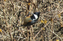 Periparus rubidiventris