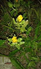 Helminthotheca echioides