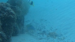 Choerodon cephalotes