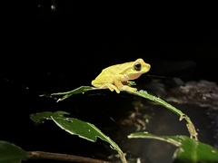 Ranoidea pearsoniana