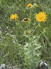 Berkheya seminivea