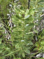 Berkheya seminivea