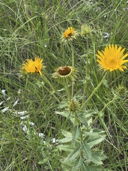 Berkheya seminivea