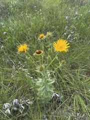 Berkheya seminivea