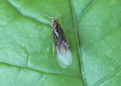 Lasius