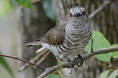 Chrysococcyx minutillus