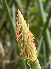 Eleocharis sphacelata