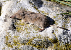 Crocidura