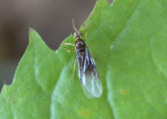 Lasius
