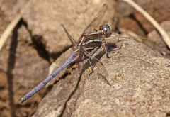 Orthetrum caffrum