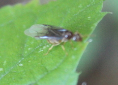 Lasius