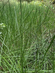 Eleocharis sphacelata