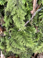 Thuidium tamariscinum