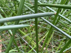 Eleocharis sphacelata