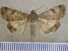 Heliothis punctifera