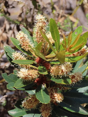 Brabejum stellatifolium