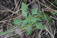 Forsskaolea