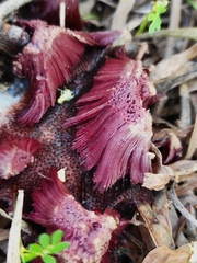 Stemonitis