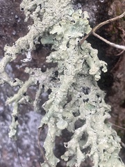 Punctelia caseana