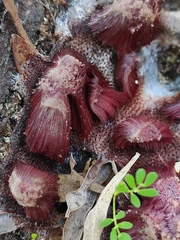 Stemonitis